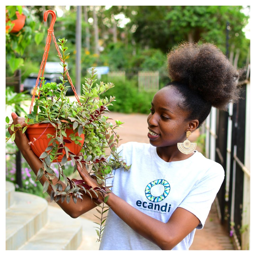 Plant parents, 🌱 We're here to help you on your green journey! Whether you're just starting out or looking to add to your collection, our eco shop has got you covered with a wide range of plants to choose from.