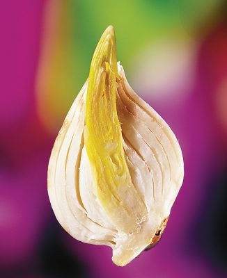 Bulbs4Kids_NL tweet media