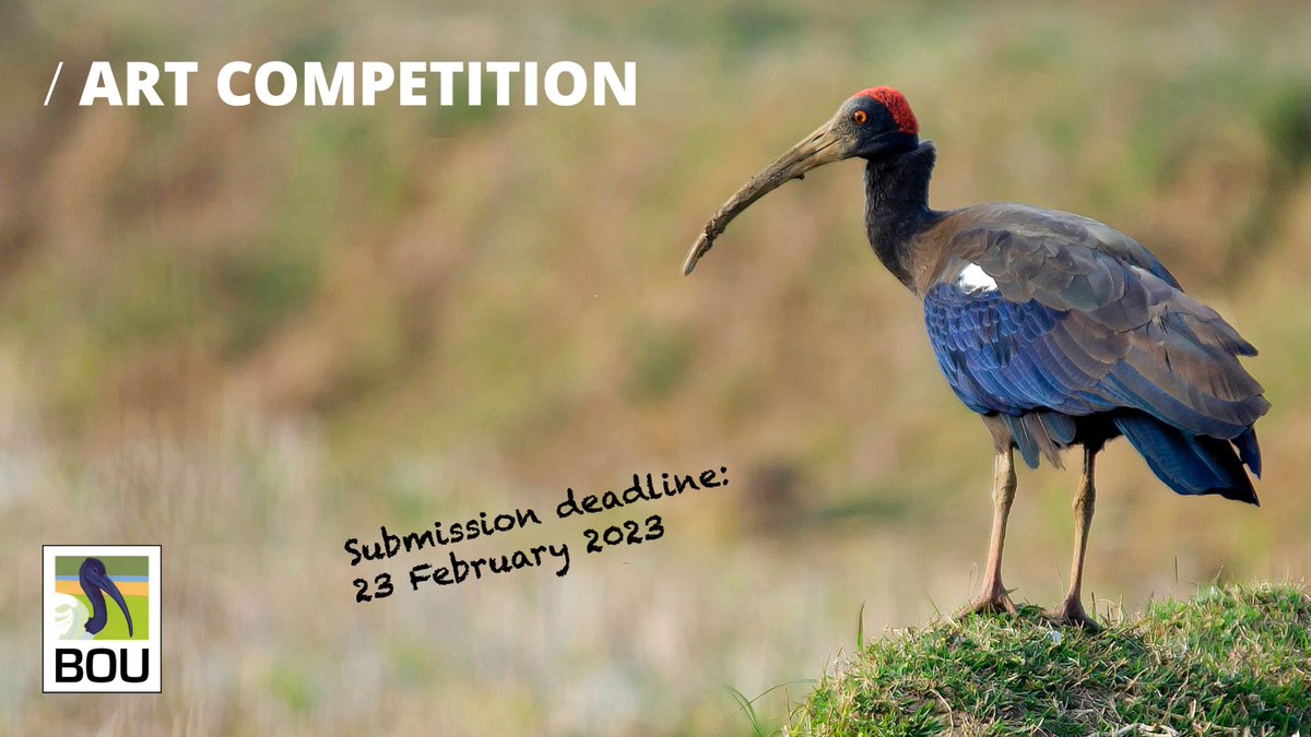 📢  ART COMPETITION

Are you an establishing/amateur #ornithology artist?

How would you like to produce the artwork prize for our new BOU Early Professional Award?

For more details &amp; submissions: bou.org.uk/about-the-bou/…