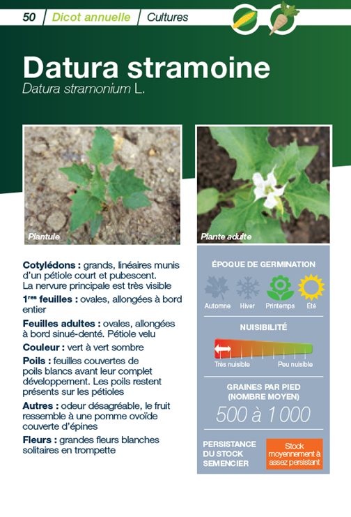 #MardiConseil #RDVFLore
Aujourd’hui, zoom sur la Datura stramoine, une adventice toxique et très nuisible en #maïs
➡️ Ses cibles : maïs &amp; #betteraves
➡️ Grandes fleurs blanches solitaires en trompette et feuilles couvertes de poils blancs

En savoir plus👉bayer-agri.fr/cultures/le-da…