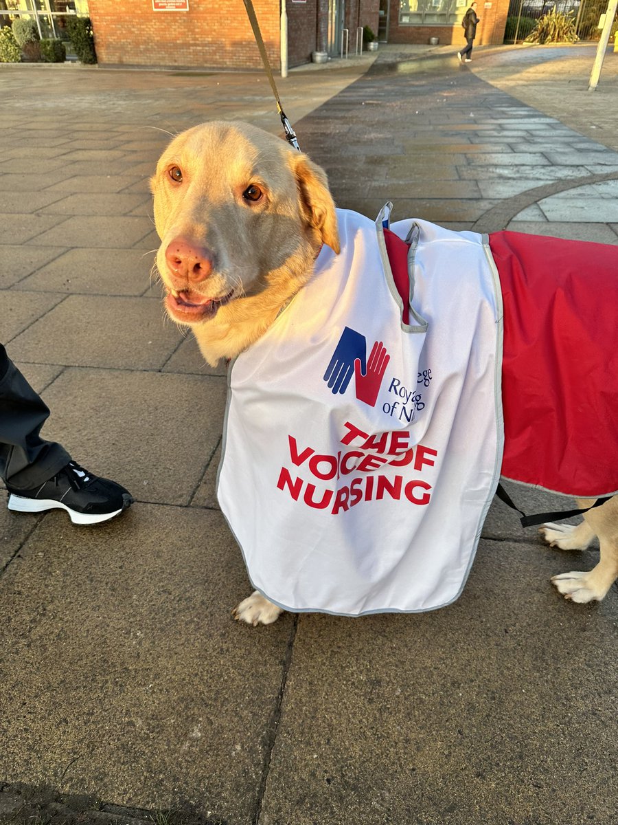 #dogsonpicketlines today at Whiston hospital we are being supported by Chester!! #nhsstrikes #RCNStrikes #FairPayforNursing