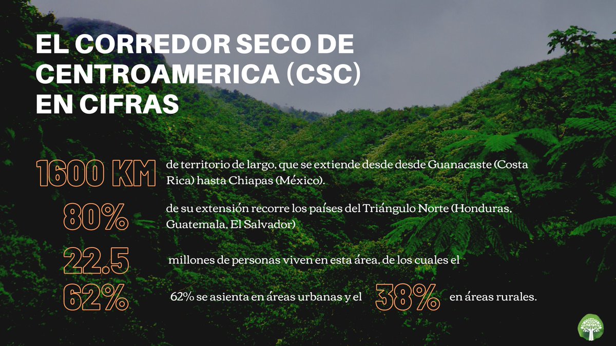 El #corredor seco de Centroamérica es una región que cubre Honduras, Guatemala y El Salvador, donde se alcanzan altas temperaturas y pocas precipitaciones. Sin embargo, la mayoría de sus habitantes viven de la agricultura de subsistencia.  Conoce más aqui
redsaludplanetaria.com/corredor-seco-…