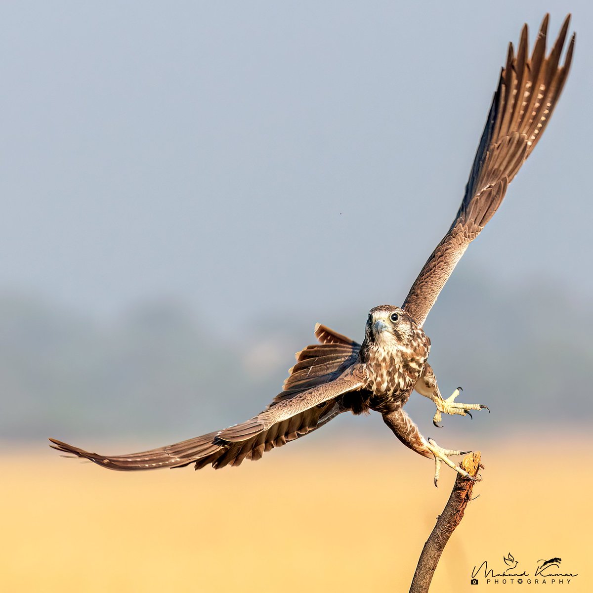 With a powerful leap and a swift flap of its wings, the Laggar Falcon takes flight! 💪 #TakeOffTuesday #LaggarFalcon
Shot at: Tal Chhapar, Churu Rajasthan
#IndiAves #birding #birdwatching #photography