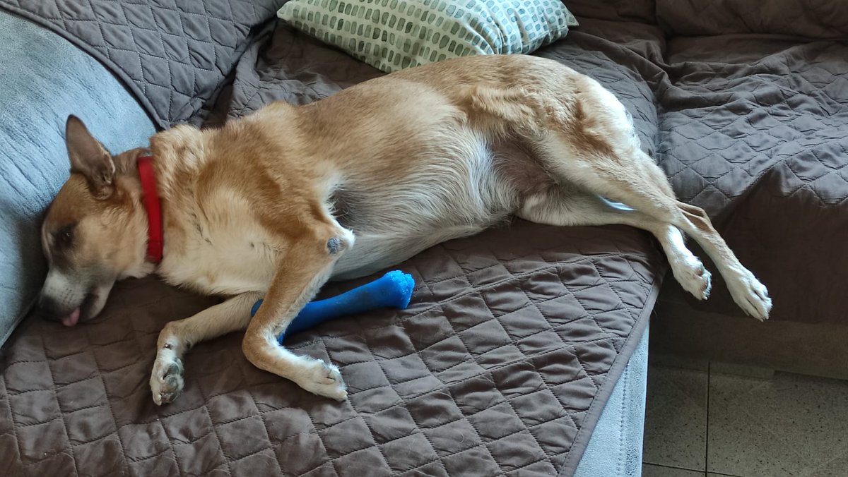 FarrenyLis's tweet photo. Bon dia bonics. Amunt...!!!
10 anys de diferència, el Puc un gos preciós, segueix fent-nos companyia molts anys 🐾♥️ https://t.co/Zuw0GyiKoV