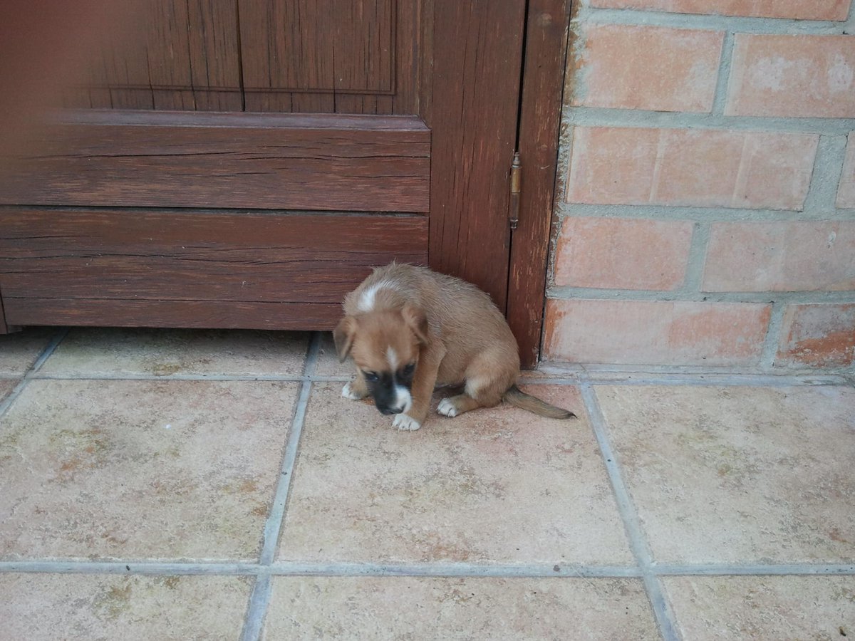 FarrenyLis's tweet photo. Bon dia bonics. Amunt...!!!
10 anys de diferència, el Puc un gos preciós, segueix fent-nos companyia molts anys 🐾♥️ https://t.co/Zuw0GyiKoV