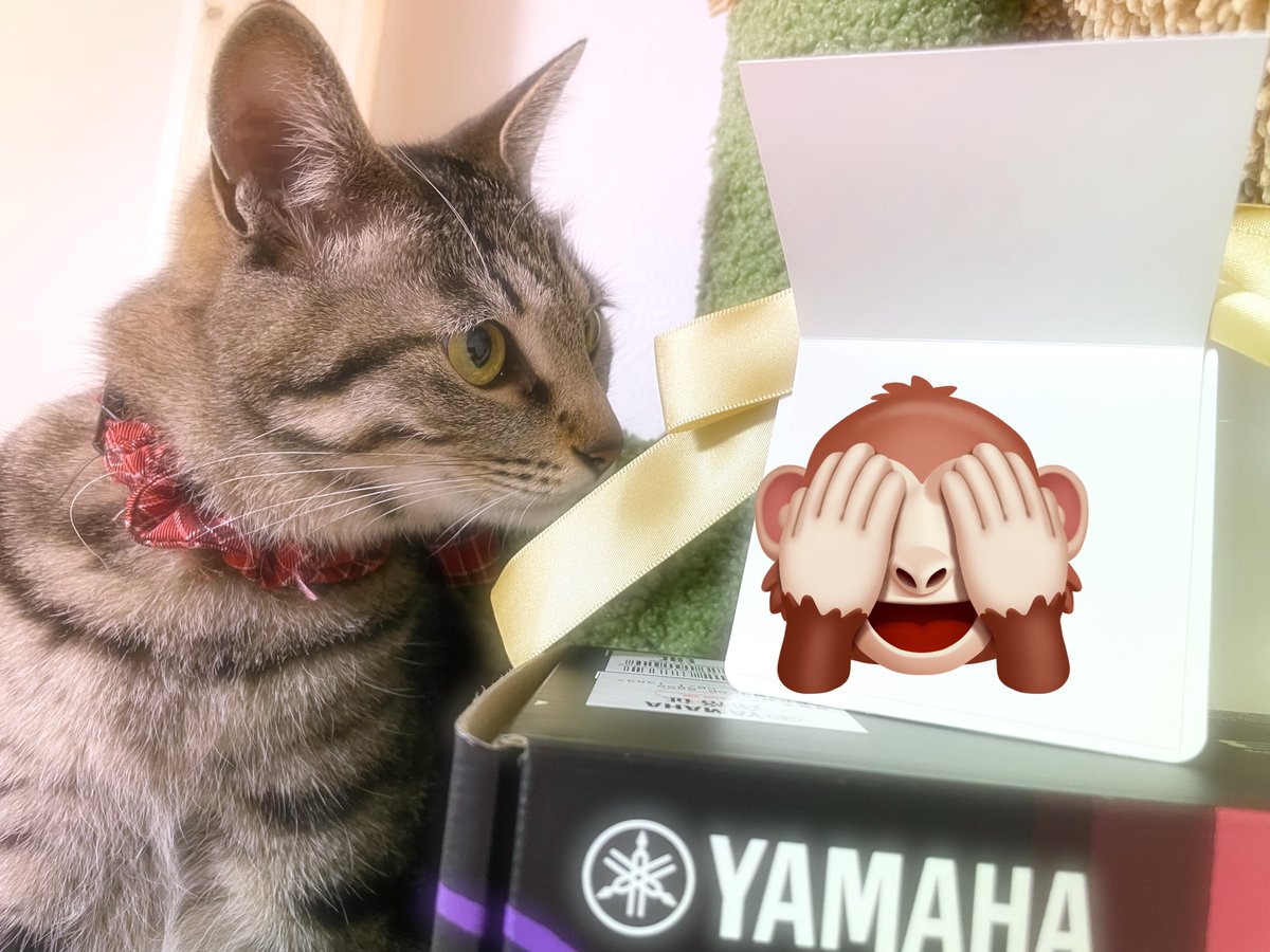 SOU__KURI's tweet photo. 頂き物も容赦なくチェック入れていく
くくり税関😇

#猫好きさんと繫がりたい 
#猫のいる暮らし 
#猫のいる生活 https://t.co/uAMdbuLj8G