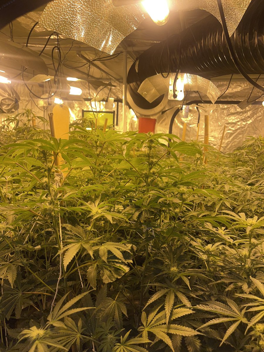 TettenhallWMP's tweet photo. Graiseley Neighbourhood have executed a drugs Warrant in Norfolk Road #Pennfields this morning at a cannabis factory ๐ชด over 200 plants across several rooms of the property, with very dangerous wiring! #NeighbourhoodPolicing #Wolverhampton #Warrant https://t.co/4aoAp3ye1k