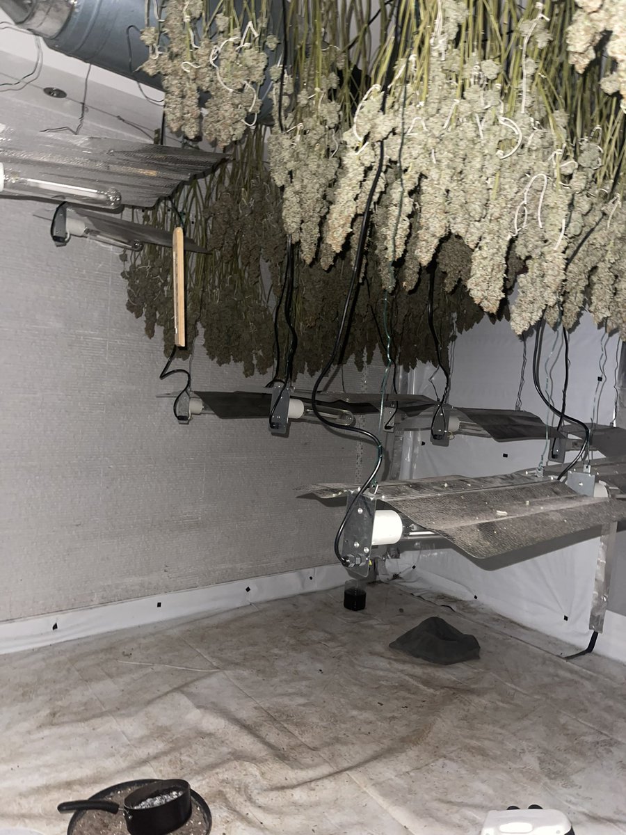TettenhallWMP's tweet photo. Graiseley Neighbourhood have executed a drugs Warrant in Norfolk Road #Pennfields this morning at a cannabis factory ๐ชด over 200 plants across several rooms of the property, with very dangerous wiring! #NeighbourhoodPolicing #Wolverhampton #Warrant https://t.co/4aoAp3ye1k