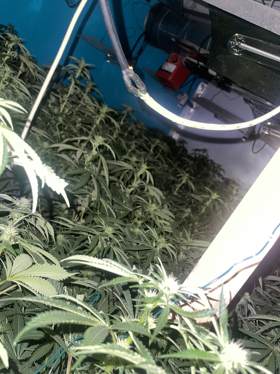 TettenhallWMP's tweet photo. Graiseley Neighbourhood have executed a drugs Warrant in Norfolk Road #Pennfields this morning at a cannabis factory ๐ชด over 200 plants across several rooms of the property, with very dangerous wiring! #NeighbourhoodPolicing #Wolverhampton #Warrant https://t.co/4aoAp3ye1k