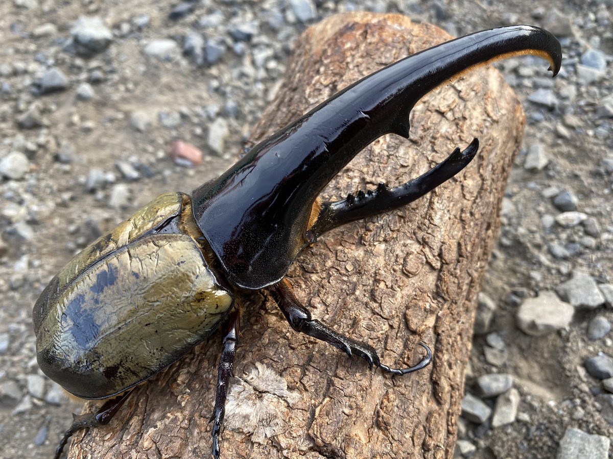 ☆ヘラクレスオオカブト☆158mm オス ギネスの仔