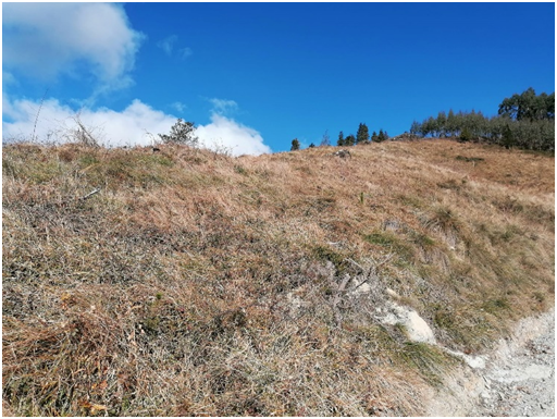 En unos pocos años esta ladera será un bosque frondoso de arbolado autóctono gracias a las plantaciones que haremos este domingo 12 en Mallabia, 10.00h.  en #nergroup y con la #FundaciónLurgaia. #Zuhaitz eguna 2023