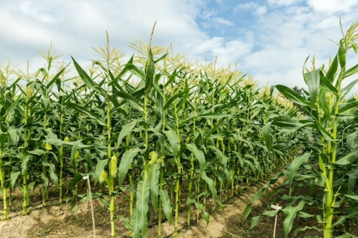 CIT_UPC's tweet photo. 💧 El proyecto #AI4WATER, en el que participan @CDEI_UPC, #CommSensLab y #GiES de @la_UPC, propone optimizar el uso y mitigar los efectos de la creciente escasez de agua en agricultura mediante la creación de un gemelo digital #DigitalTwin @AgrotechUPC
🔗 https://t.co/aCUJm0oFAZ https://t.co/b3cDbYKPuS
