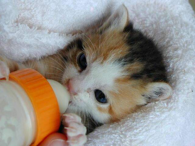 deliciousanko's tweet photo. #子猫 
#やっぱりこの時期
#一番可愛い https://t.co/PGYFpUqjsu