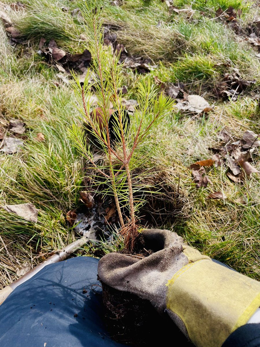 adored earth tweet media