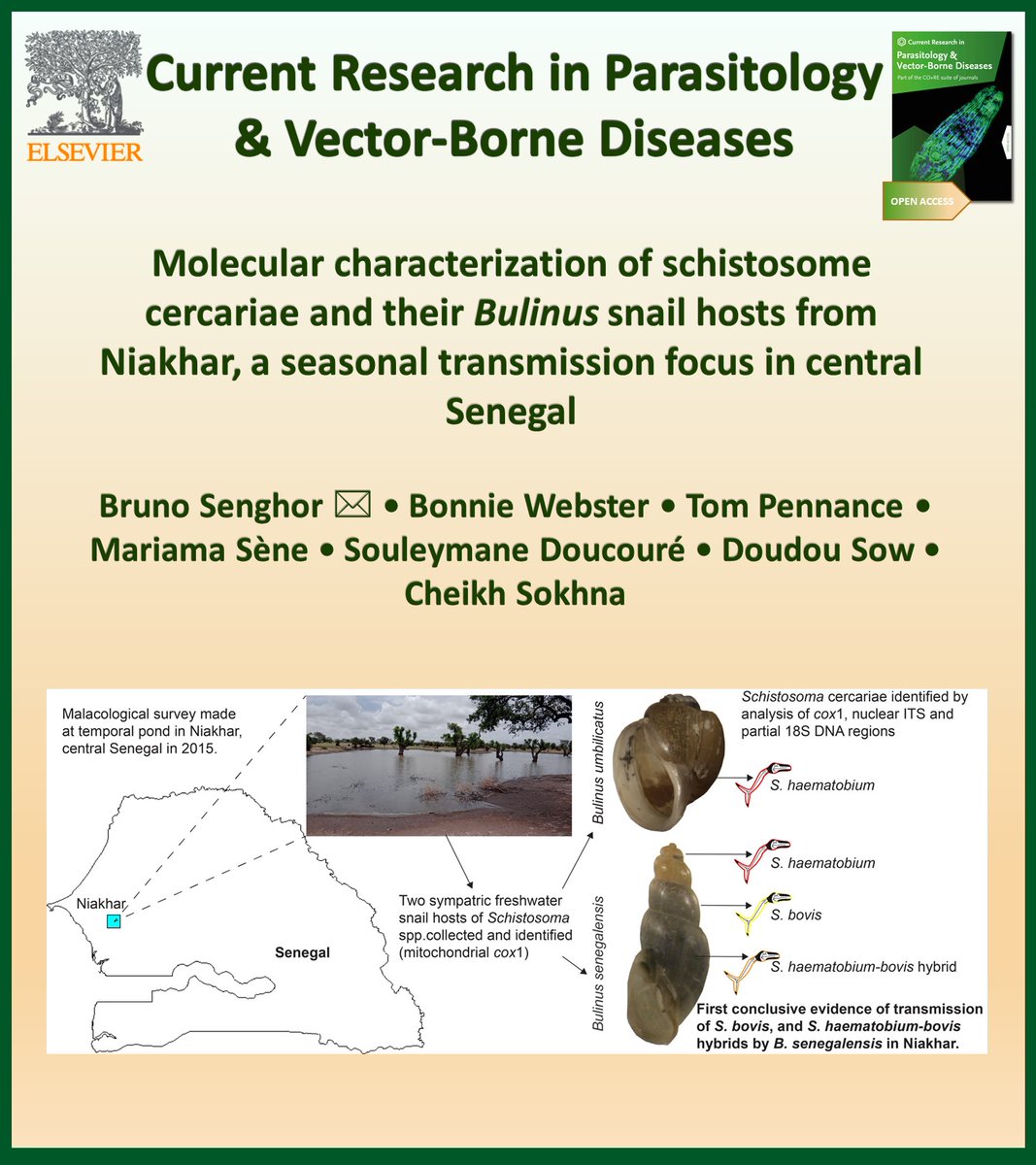 New in @CRPVBD

Molecularly confirmed transmission of Schistosoma bovis, S. haematobium and hybrids by Bulinus senegalensis in Senegal.

▶️sciencedirect.com/science/articl…

#Schistosoma #hybrids #schistosomiasis #Senegal 

@schisto_tom @schistoresearch