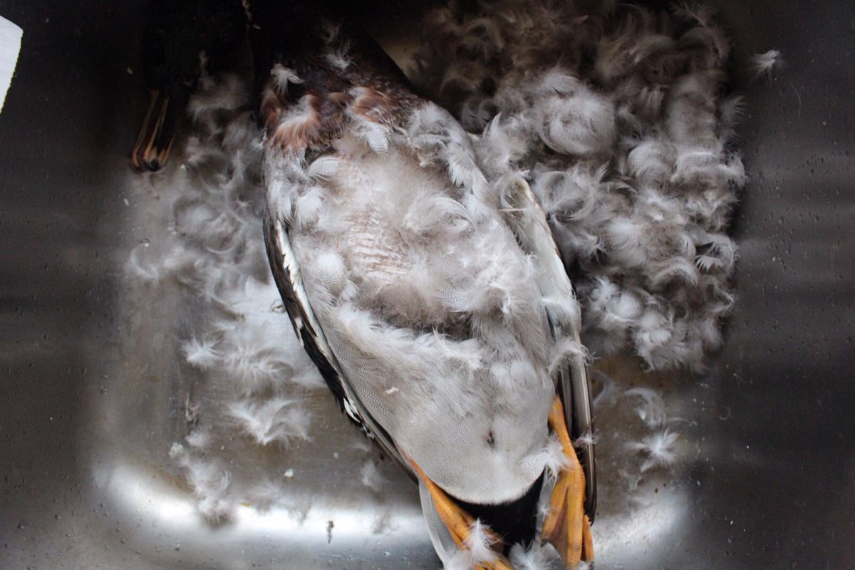 Bay Tree Game Co tweet media