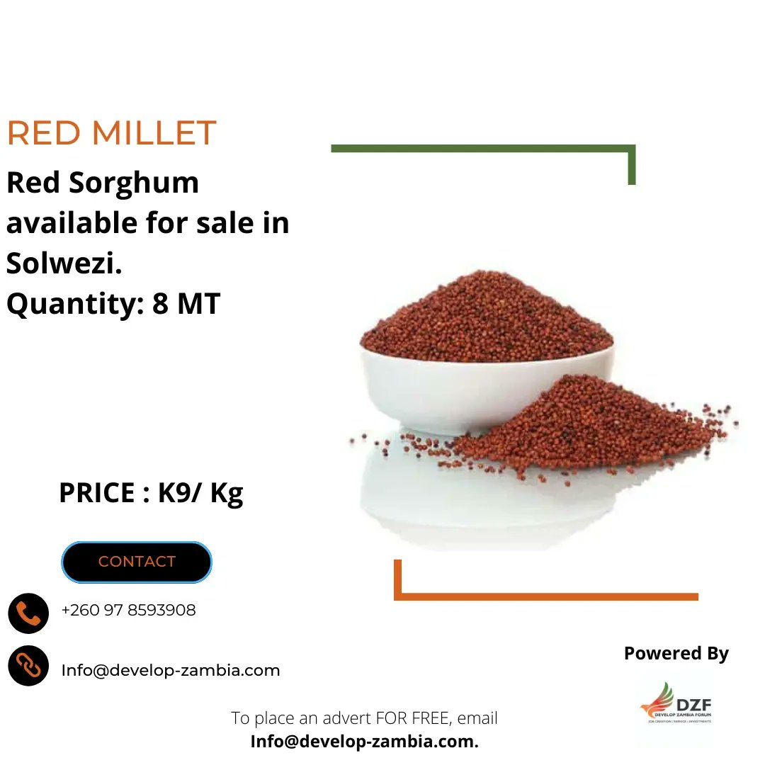 DevelopZForum's tweet photo. AGRICULTURAL COMMODITIES FOR SALE

For details, contact – 097 8593908 or
Email - Info@develop-zambia.com 

#advertising #advertisements #dzf #dzfupdates

To place an advert with #DZF for free, email Info@develop-zambia.com https://t.co/uzeOXr8L1i