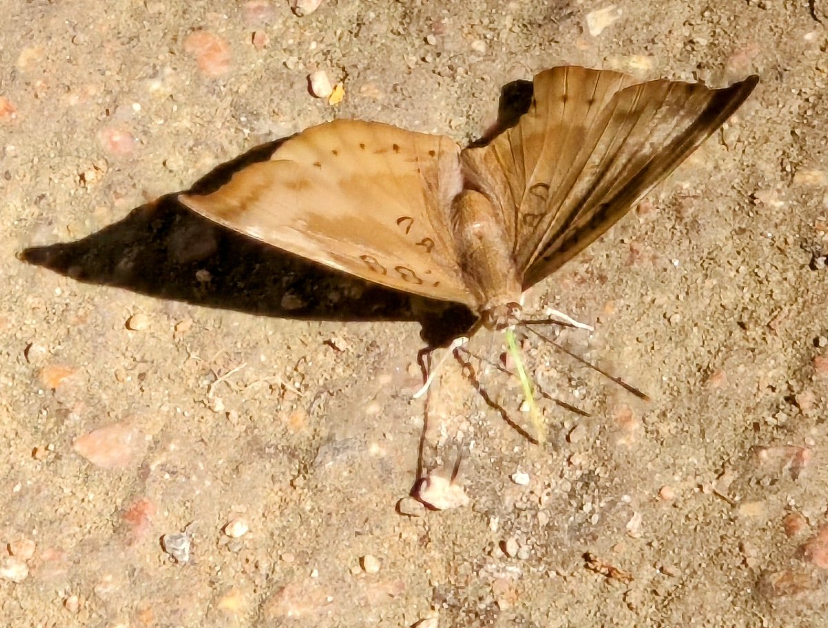 #IndiAves #TitliTuesday

Common Baron #butterfly 
Happy mud-puddling on a winter afternoon!
@HiHyderabad

@IFoundButterfly @savebutterflies
#indiasnature #ThingsOutside #TwitterNatureCommunity
#ThePhotoHour #ThroughYourLens #butterflyphotography #mobilephotography