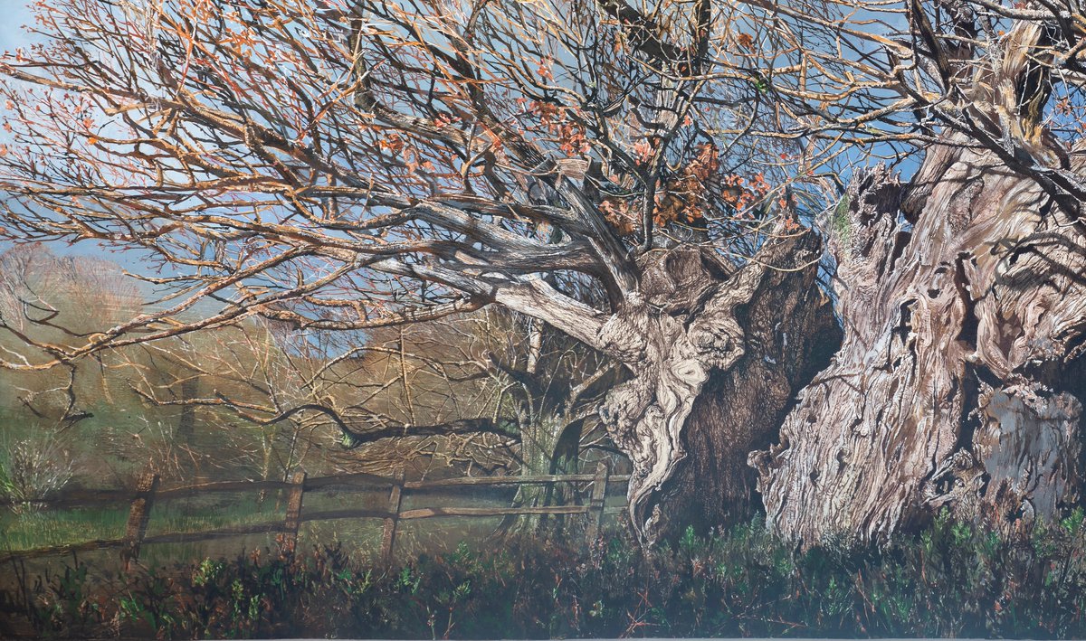 Detail of the ancient Elizabeth oak at Cowdray which I began a year ago on a freezing bright winter's day like today. Sepia and black ink, watercolour, gesso
#cowdraypark #oak #watercolour #winter #ancientwoodland #drawing #climatecrisis #nature
