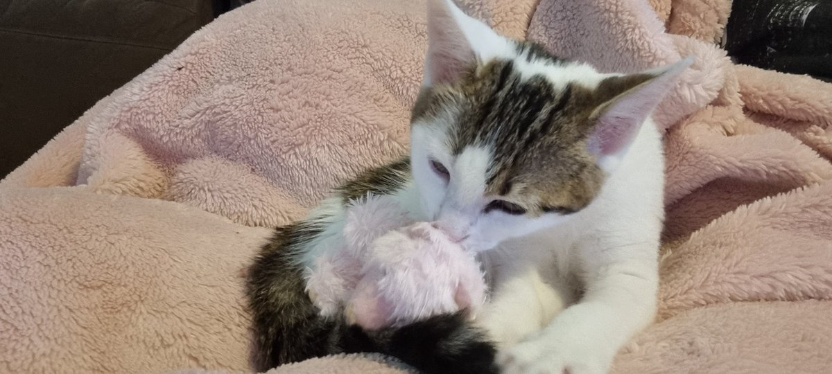 funfetti_kitty's tweet photo. https://t.co/B1VraVlOxv
