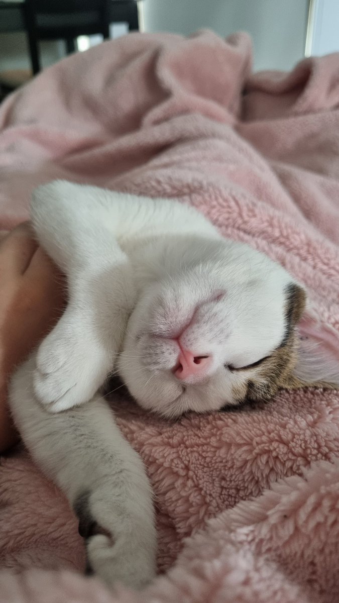 funfetti_kitty's tweet photo. https://t.co/B1VraVlOxv