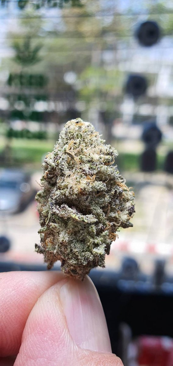 Sweedn_Roll's tweet photo. -1-GelatoCake THC25%up
Indica75 Santiva25
Effect☺️🥰😚😴
Body High,Happy,Sleepy,Uplifting
Relieve Symptoms>😪😩😓
Anxiety,Inflammation,Insomnia,Stress
Flavors🍦🍋
Creamy,Vanilla,Citrus
ContactMe>https://t.co/AVTSJdRvIE
#กัญชาบางนา  #กัญชากรุงเทพ  #กัญชาออแกนิค 
#กัญชาสมุทรปราการ https://t.co/0GLl6VR4rd
