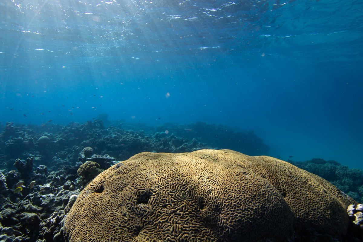 #Biodiversité en #NouvelleCalédonie : Lancement local du projet de prélèvement ADNe de l’UNESCO sur des sites marins 

🪸 Objectif: engager la population locale et de sensibiliser à l'importance de protéger ce site inscrit au Patrimoine mondial

➡️bit.ly/3I3FquU