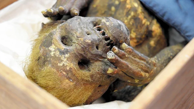 現代科学で解明！人魚のミイラの正体が明らかになった！
