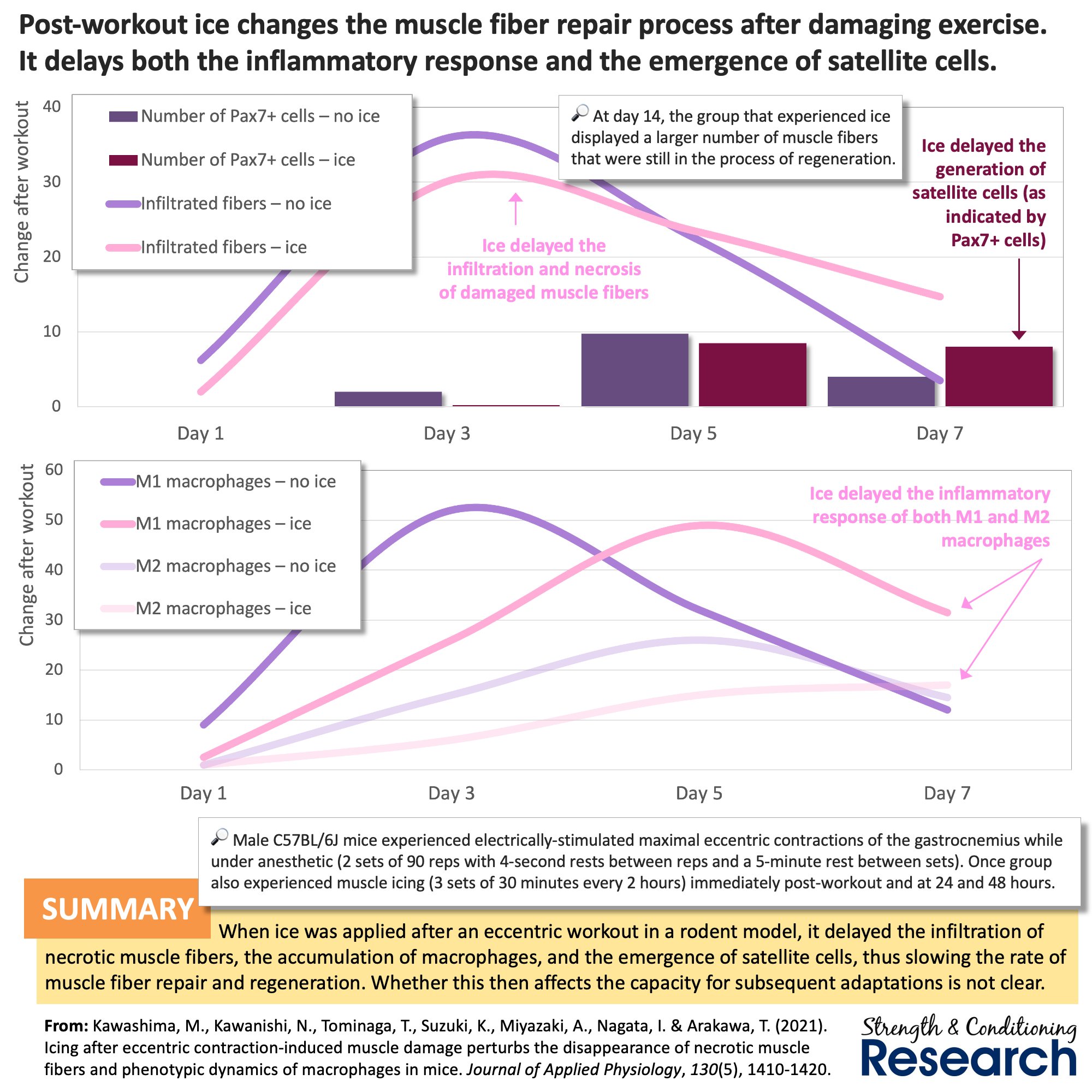 Chris Beardsley on X Ice is commonly applied to muscles after muscle damaging exercise but it may actually alter the repair process negatively delaying the onset of the inflammatory and satellite cell...