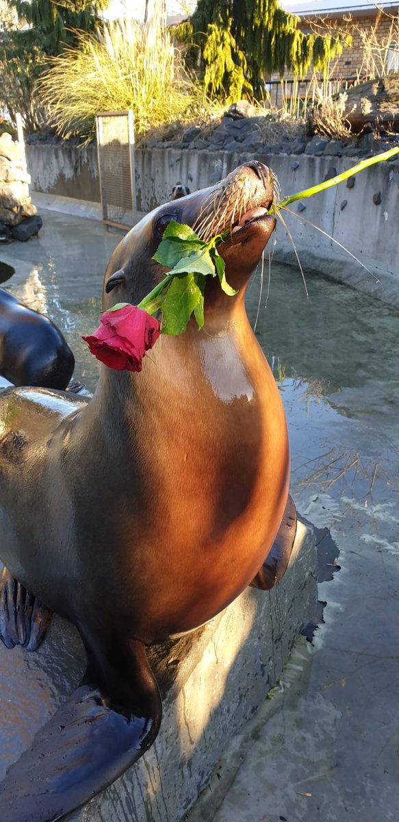 koelner_zoo's tweet photo. Heute ist #tagderrose. Und in einer Woche #Valentine2023. Mit der romantischen Tour d' Amour-Führung zum Liebesleben der Tiere im Kölner Zoo macht Ihr Eure Liebsten happy. Infos & Buchung: https://t.co/aP2kPf3vf1 https://t.co/KQvrKgMEhO
