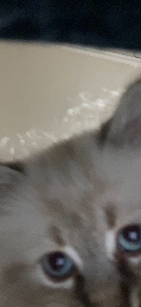 natasyph's tweet photo. Cipo takes selfie https://t.co/MD6NnzcPfq