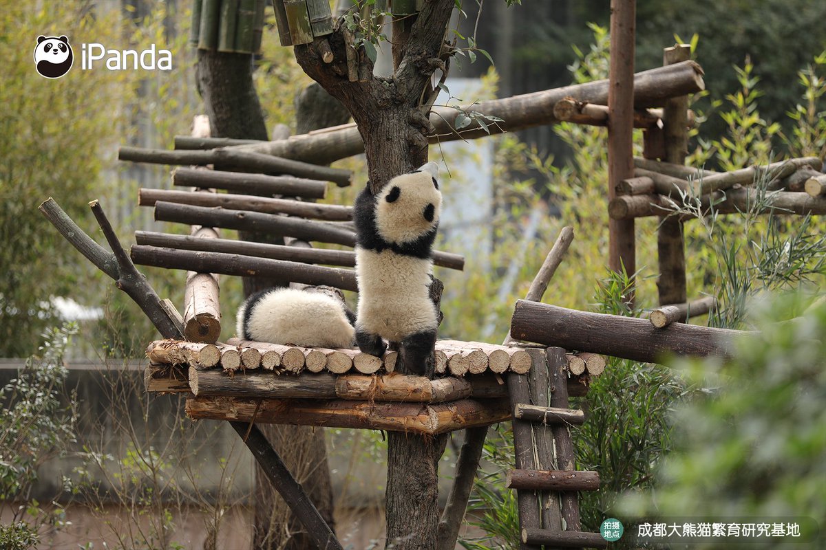 Cozy outdoor time~ Live long and prosper, babies. (Chao Chao &amp; Nao Nao)
雖然名字是“吵吵”和“鬧鬧”，但此刻卻是安安靜靜。

#HiPanda #PandaPic

For more panda information, please check out: en.ipanda.com