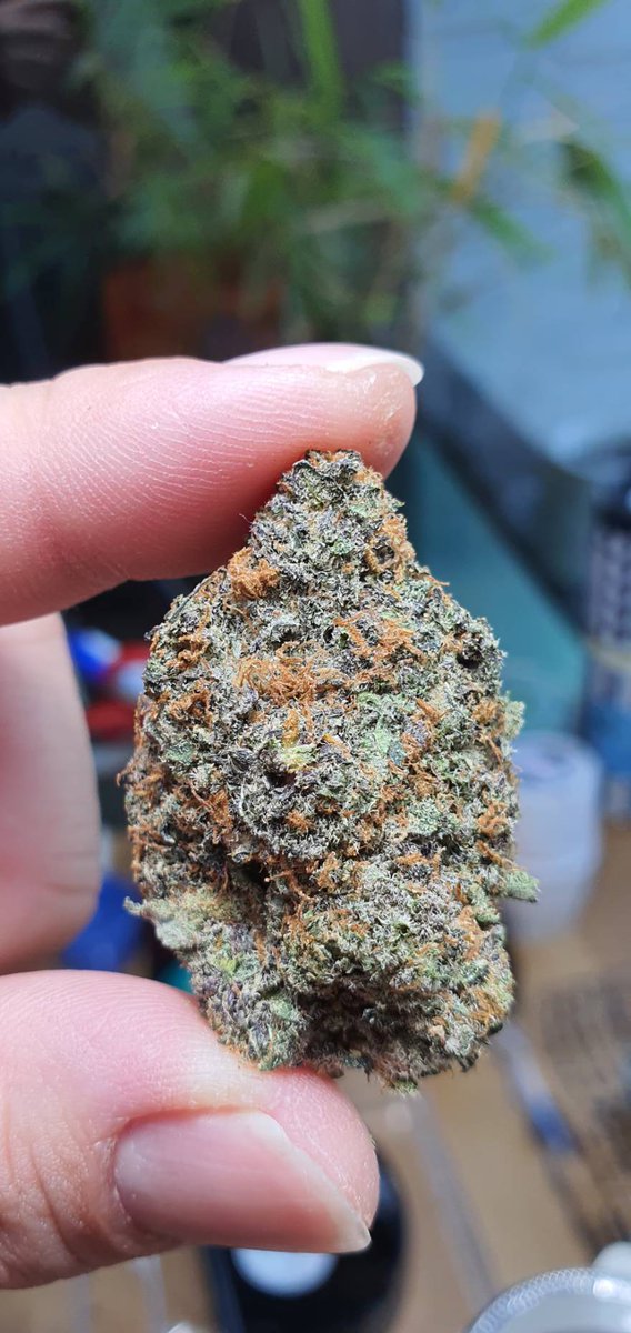 Sweedn_Roll's tweet photo. -2- Runtz Muffin THC29%up
Indica70 Santiva30
Effect>🤣☺️😌
Relaxed,Happy,Giggly,Talk
Relieve Symptoms>😩😔
Depression,Insomnia
Flavors🧈🍵
เช็ครอบส่งก่อน👇
ContactMe>https://t.co/AVTSJdRvIE
Berry,Butter,tea
#กัญชากรุงเทพ #กัญชาบางนา #กัญชาสมุทรปราการ
#weedbkk #cannabisthailand https://t.co/60ALQy6qqP