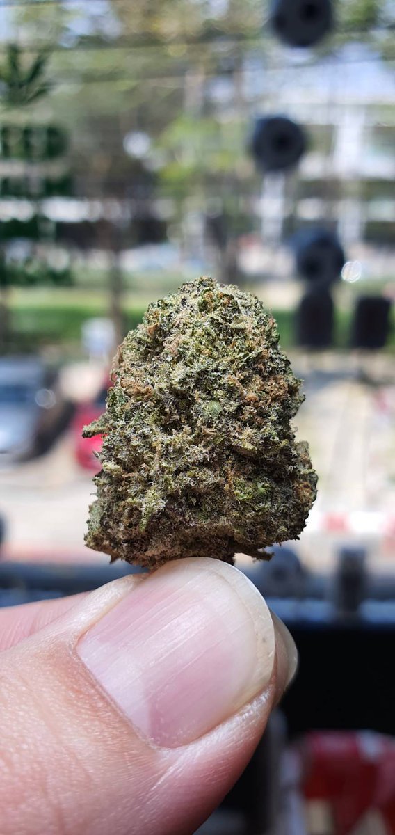 Sweedn_Roll's tweet photo. -3-OrangeCookies THC18%up
Indica60 Santiva40
Effect>☺️😊😌
Happy,Mellow,Relaxing
Relieve Symptoms>😰😵🤢
Bipolar Disorder,Depression,Loss of Appetite,Nausea,Stress
Flavors>🍊🍋🧁
Orange,Citrus,Sweet
เช็ครอบส่งก่อน👇
ContactMe>https://t.co/AVTSJdRvIE
#กัญชากรุงเทพ #กัญชาบางนา https://t.co/B2NihrB8RZ