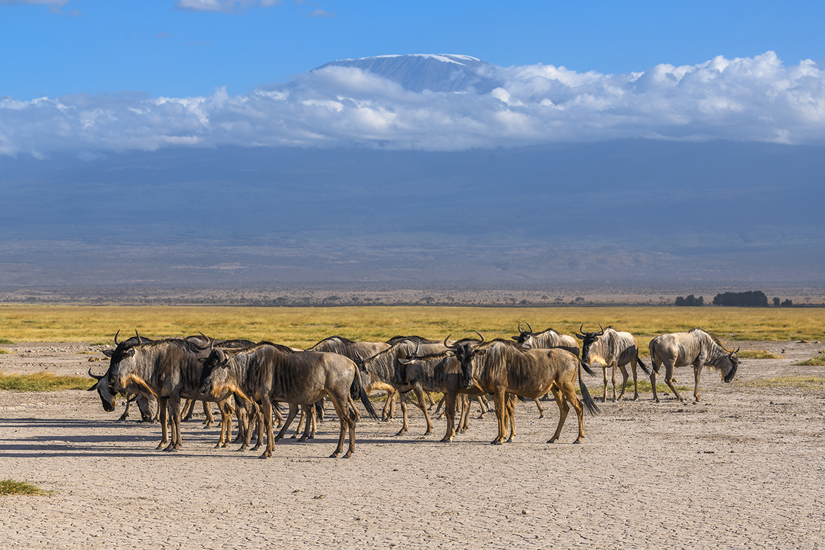 Amboseli National Park is simply one of the best spots for great wildlife in the world, proudly parading before the splendid backdrop of Mt Kilimanjaro. 

See More - bit.ly/2IVK5iB

#kenyasafari #amboseli #lakenaivasha #lakenakuru #maasaimara #gamedrives @KichakaTours