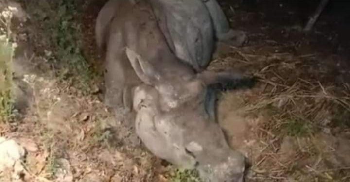 DEVAJIT MORAN #IAmDehingPatkai #Protectmetoo tweet media