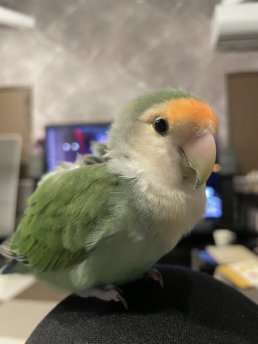 ニナちゃん今日で4歳になりました🎂✨　#コザクラインコ