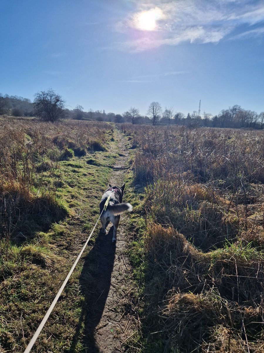 Yesterday we went exploring. 
Lots of hills were climbed #dogs #dogsoftwitter #adoptdontshop #siriusanimalrescue #lincolnshire