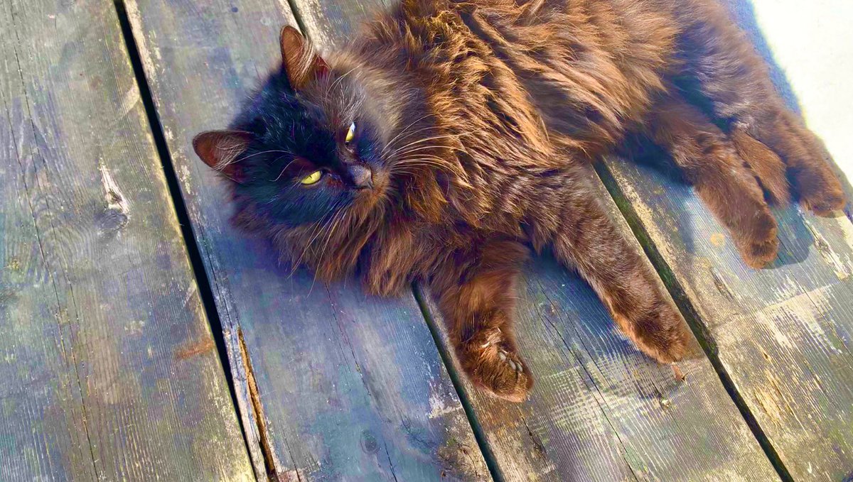 youtubeを更新しました。

relax time/リラックスタイム
youtu.be/PonigKdEoEE

#cat #野良猫　#猫　#猫好きさんと繋がりたい
#straycat #猫がいる暮らし