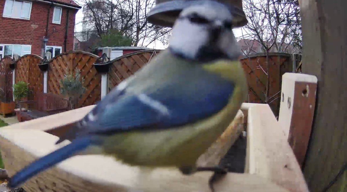 Somebody is just showing off now 🙄 
#BirdsOfTwitter #nature #birdwatching #wildlife