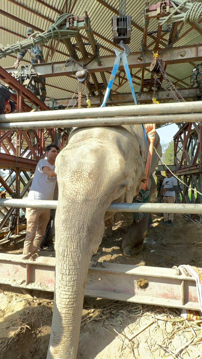 shivkunalverma's tweet photo. Operation successful. Thanks to the Bengal Sappers of the Indian Army and @WildlifeSOS and everyone’s prayers the people at the site were able to get Moti to stand up. The elephant has gone through hell and is fighting… it’s a long road ahead! God bless everyone involved. https://t.co/R2MqTMuE8V