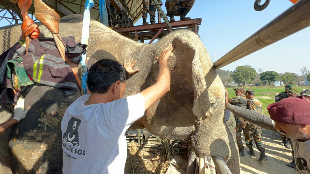 shivkunalverma's tweet photo. Operation successful. Thanks to the Bengal Sappers of the Indian Army and @WildlifeSOS and everyone’s prayers the people at the site were able to get Moti to stand up. The elephant has gone through hell and is fighting… it’s a long road ahead! God bless everyone involved. https://t.co/R2MqTMuE8V
