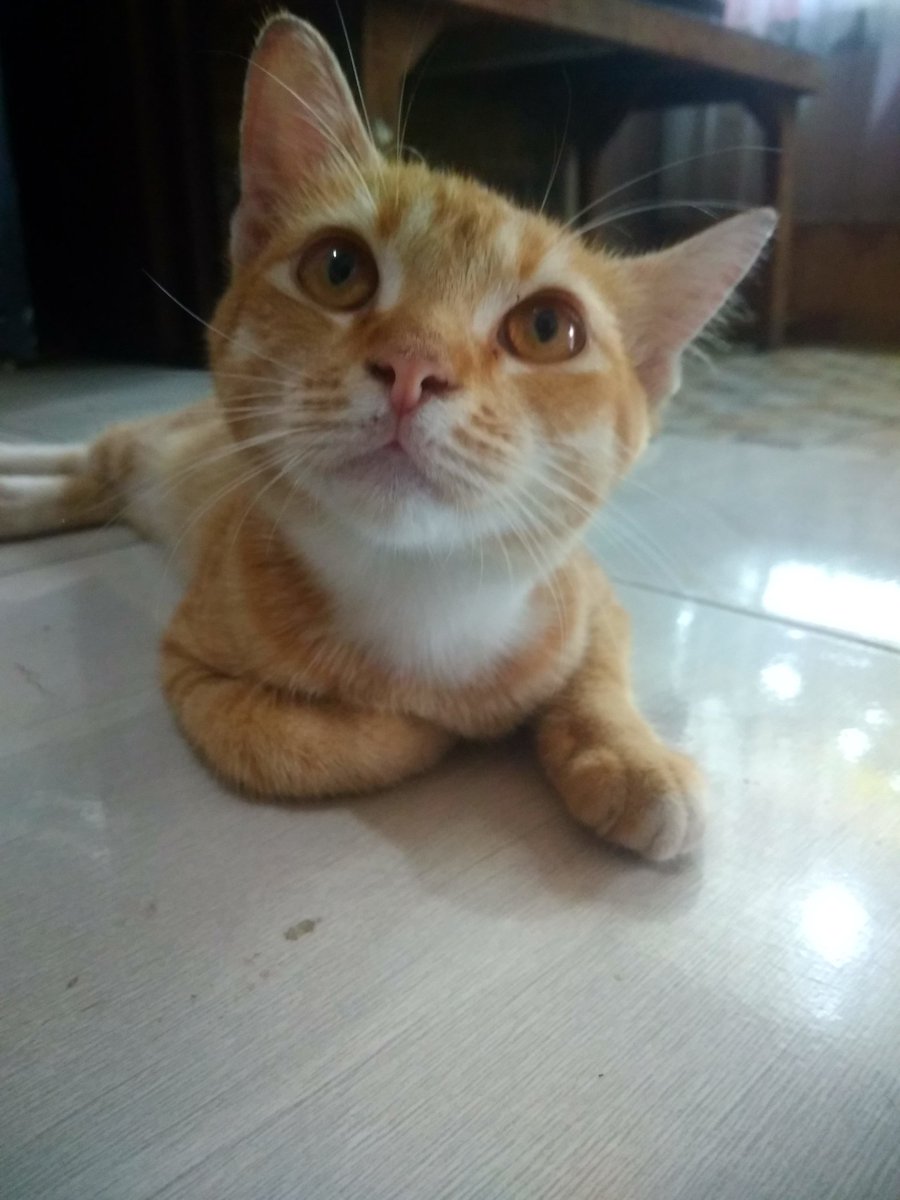 kochengfs's tweet photo. 🐈‍⬛ kak, Yaya tuh ngantuk, tapi daritadi diajakin foto mulu, gamau tau Yaya mau mam ayam bakar nanti! 😾💘 https://t.co/uDpLOPLkOw