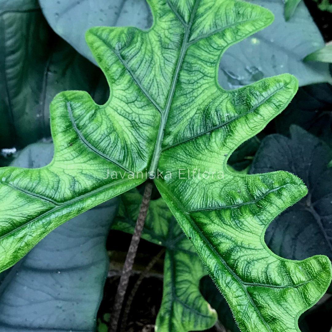 The grass is greener, but you’re prettier 🌿 
#alocasiatandurusa #alocasiajacklyn #alocasia #aroid