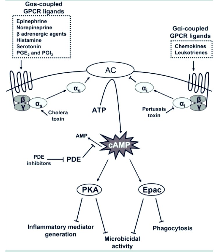 SixandLaura's tweet image. “Cyclic AMP: Master Regulator of Innate Immunity”
#immune_system #cAMP #AMP #ATP #GCPR #cholera_pathology #pertussis #toxins #Epac #innate_immunity 

ncbi.nlm.nih.gov/pmc/articles/P…