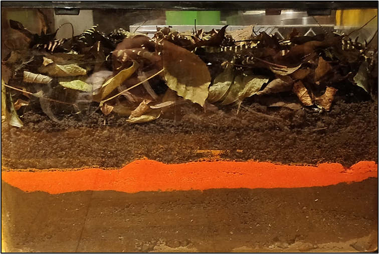 AnaNatalio's tweet image. One of the terrariums to be exhibited as part of the #Notts Festival of Science and Creativity. 

Prop to help me chat about soil, their invertebrates, and bioturbation. LH and RH pics are 4 weeks apart. Winter, NH.
#FOSAC #SciComm #UoN #STEM