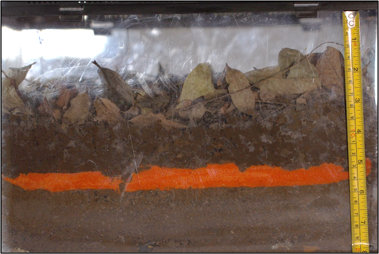 AnaNatalio's tweet image. One of the terrariums to be exhibited as part of the #Notts Festival of Science and Creativity. 

Prop to help me chat about soil, their invertebrates, and bioturbation. LH and RH pics are 4 weeks apart. Winter, NH.
#FOSAC #SciComm #UoN #STEM