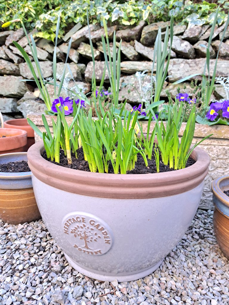 Always so good to see the tête-à-tête pushing through. This pot really comes into its own at this time of year - its lovely shape lending itself perfectly to housing the engorged daffodil bulbs 💚 @woodlodge_uk #GardeningTwitter #GardenMedia #MyDevonGarden