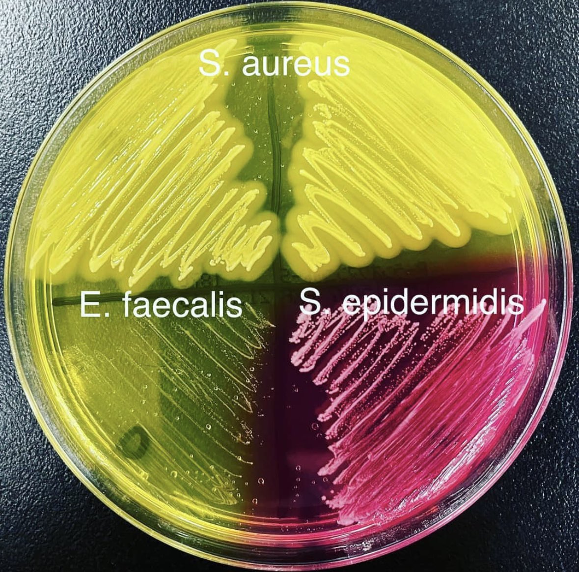 Microbiology is colorful...👨‍🔬✨