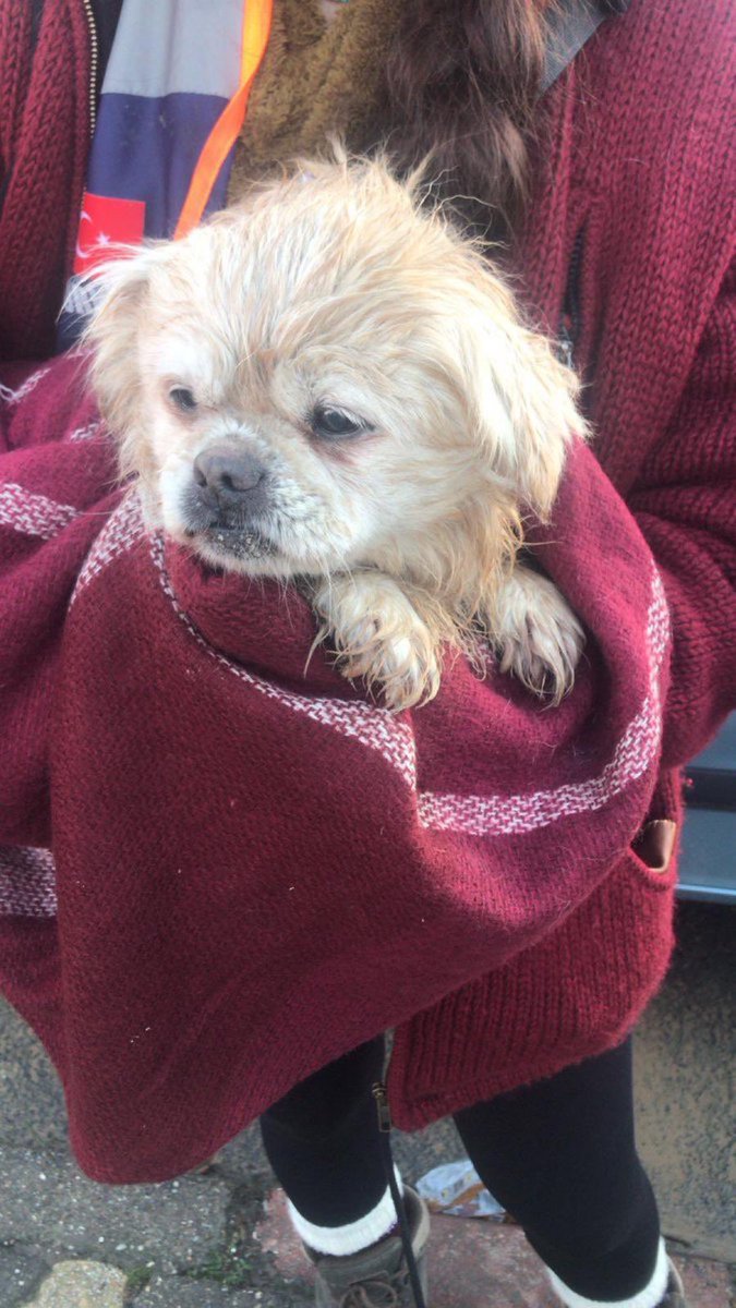 Kahramanmaraş’tan bir AFAD görevlisi ulaştı, bu köpeği bulmuşlar. Sahibini bulabilir miyiz, korumaya alacak biri olur mu? Hangi klinikler alır, gönüllü arkadaşlarımız orda mı?

<a href="/kirpiketkisi/">Deniz</a>